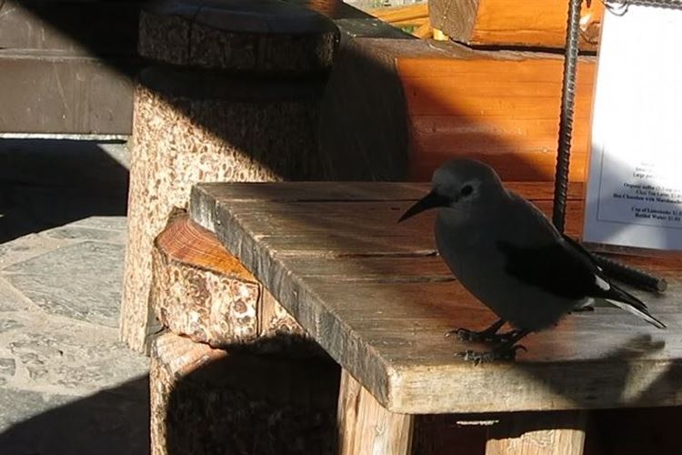 Canada Alberta: Banff NP, Lake Louise to Lake Agnes, Nutcracker looking for your meal, Walkopedia